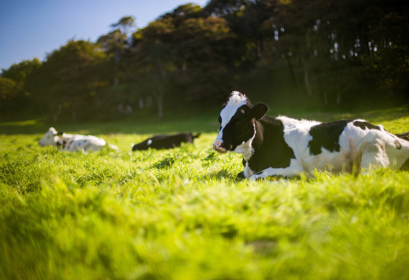 Dairy cows resting in a field