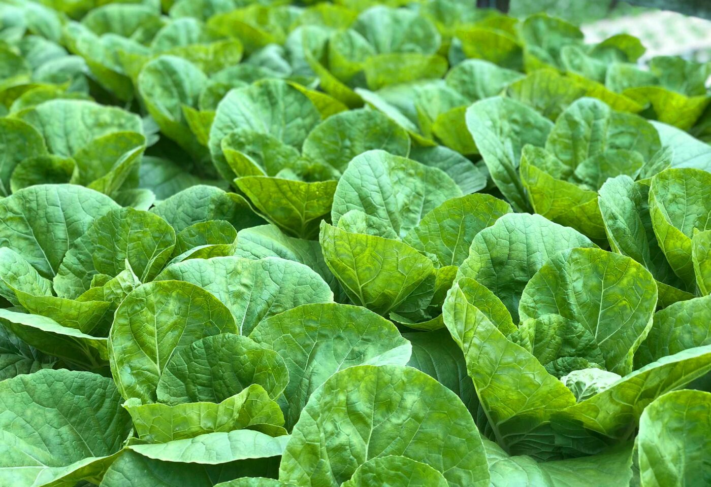 North America Brief Issue 06